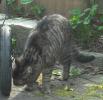 Nehirwen stock - cat